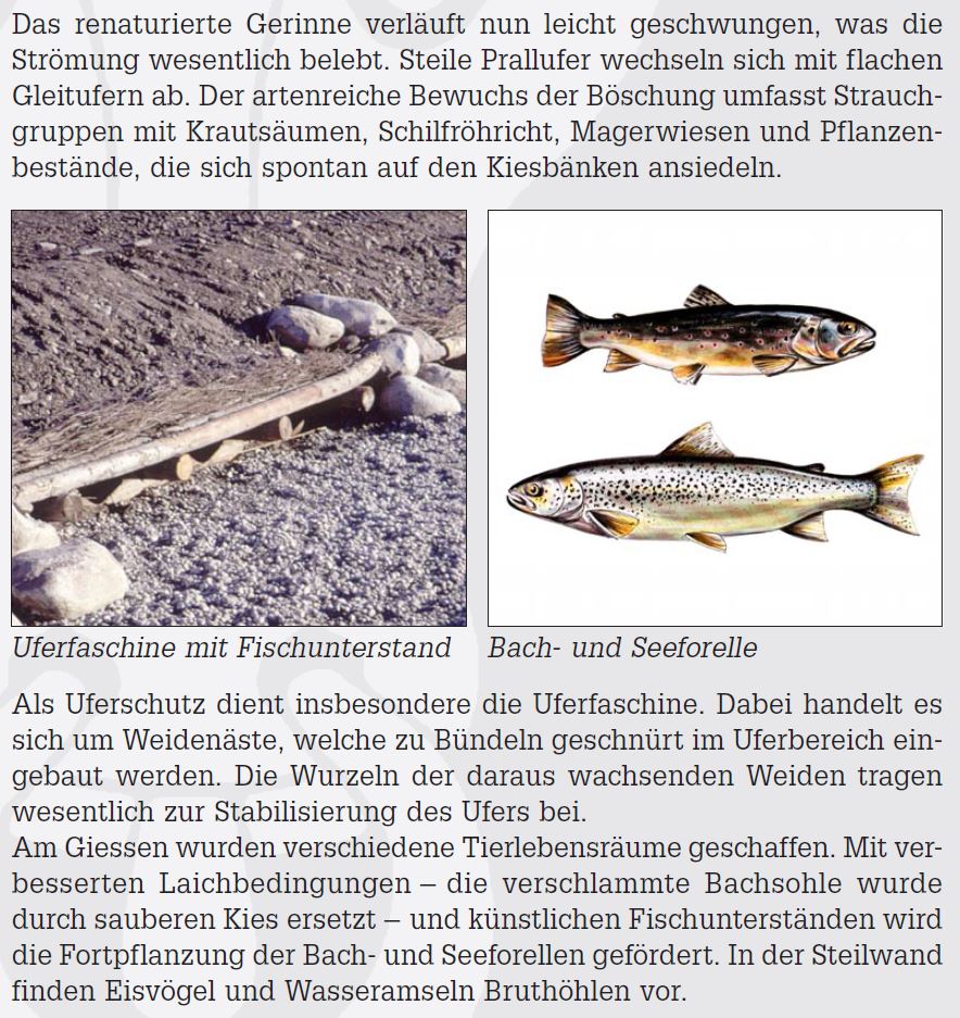 6_Uferfaschinen_am_Giessen.JPG