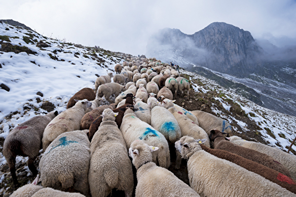 Schafherde in winterlicher Landschaft