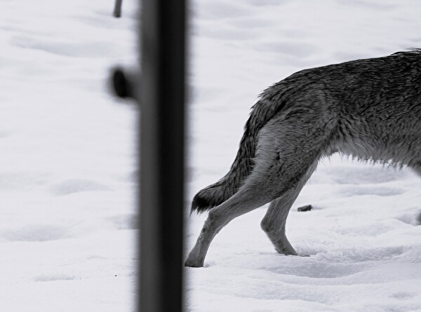 Der Wolf ist in die Schweiz zurückgekehrt, bleibt jedoch schwer fassbar. (Bild: Hugo Frieden)