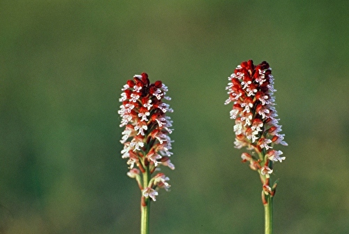 Brandochis