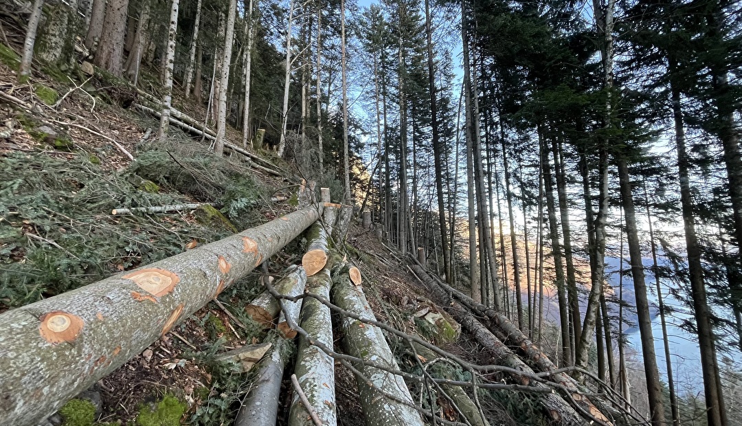 Die Urner Forstbetriebe haben im Jahr 2024 rund 450 Hektar Wald gepflegt.  (Bild Amt für Forst und Jagd)