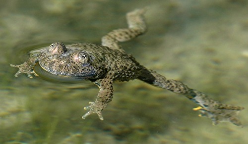 Gelbbauchunke, Foto von Dieter Thommen