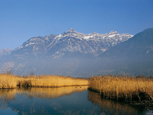 Uferzone Reussdelta