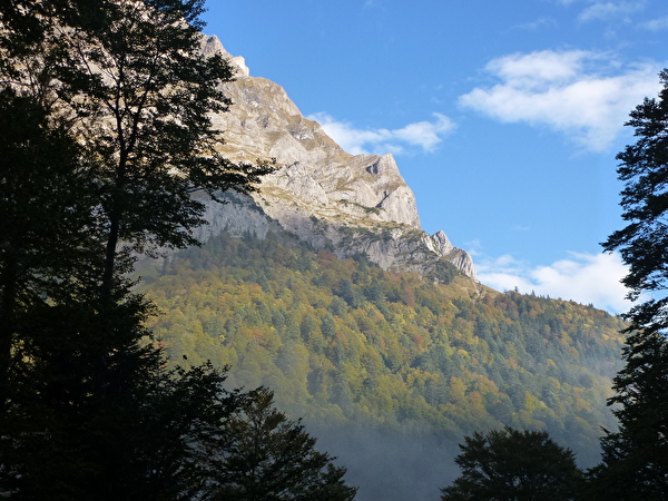 Die Baumartenzusammensetzung im Urner Wald wird sich durch den Klimawandel verändern.(©Amt für Forst und Jagd)