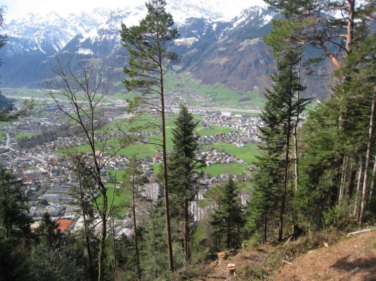 Schutzwald brauch Pflege. Seillinie ob Altdorf