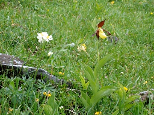 Pflanze, Frauenschuh