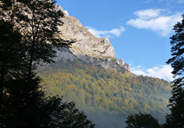 Die Baumartenzusammensetzung im Urner Wald wird sich durch den Klimawandel verändern.(©Amt für Forst und Jagd)