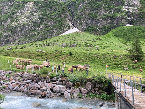 Viehauftrieb