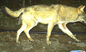 Wolf in Seelisberg