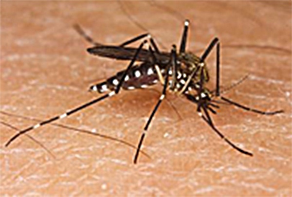 Asiatische Buschmücke