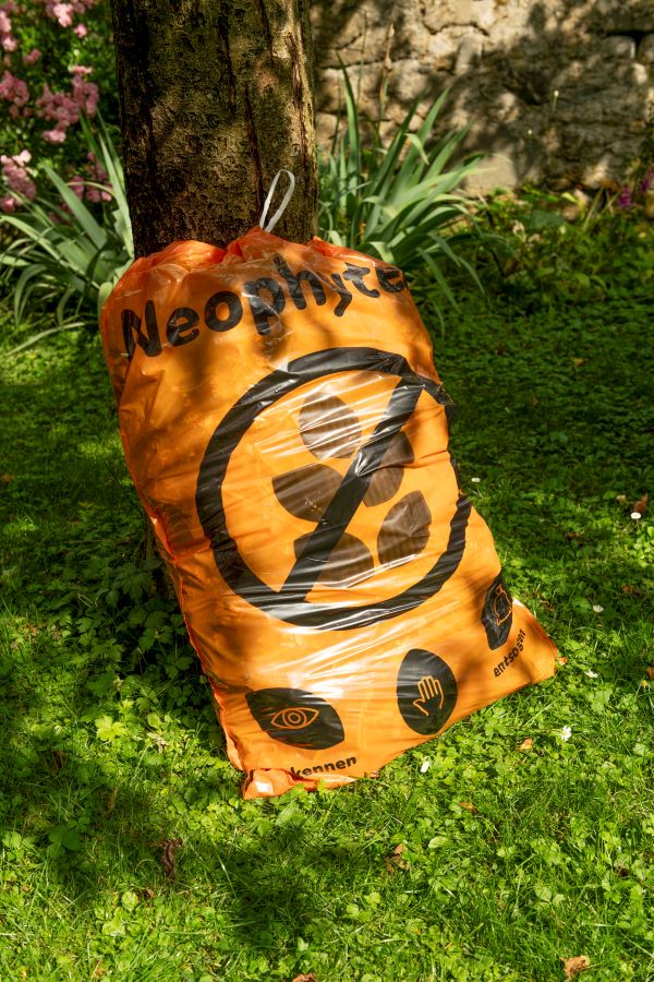 Neophyten können mit dem Neophytensack gratis entsorgt werden