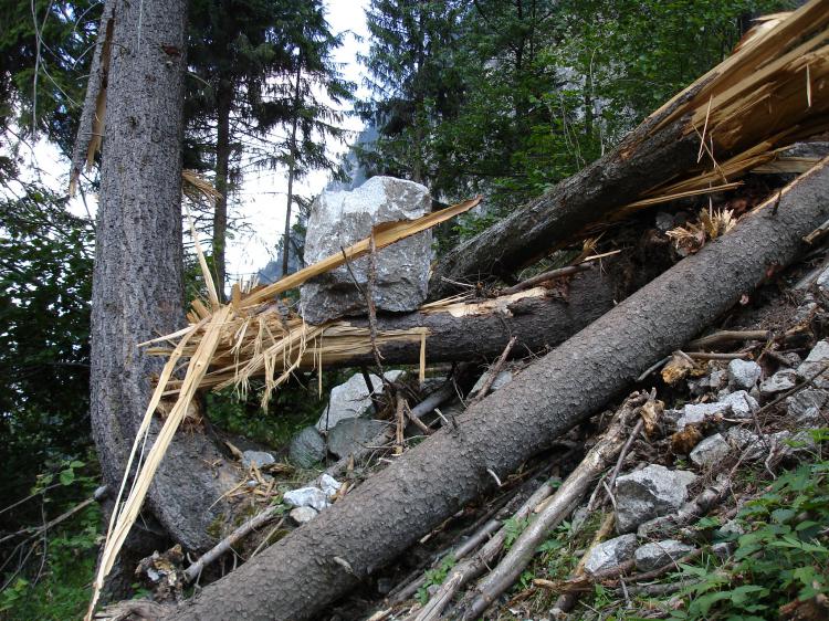 Waldwirkung gegen Steinschlag oberhalb A2
