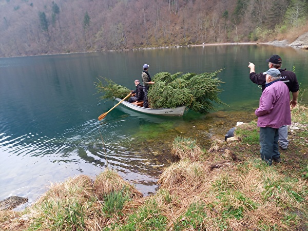 Fischereiverwaltung versenkt Bäumchen im Seelisbergersee zur Verbesserung des Egli-Aufkommens.