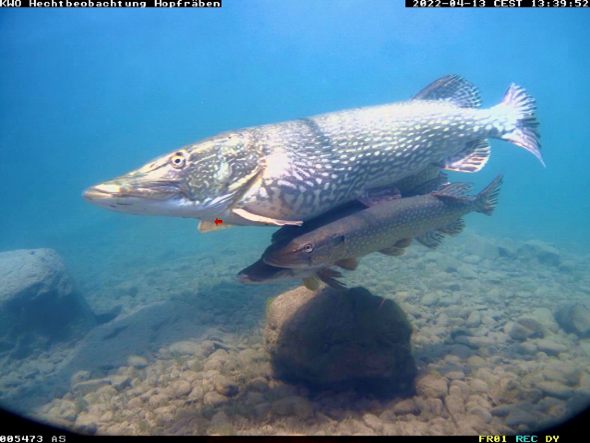 Foto 1: Foto einer automatischen Registrierstation Hopfräben, Brunnen Das Foto zeigt ein von Hechtmännchen (kleine Tiere) umworbenes grosses  Hechtweibchen während der Laichzeit. Quelle: Fischereifachstelle Kanton Schwyz