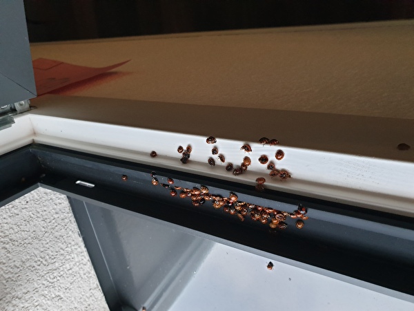 Ein Schwarm des asiatischen Marienkäfers sucht sich das Winterquartier zwischen Fenster und Fensterrahmen (Aufnahme aus dem Kanton Uri, zugesandt).