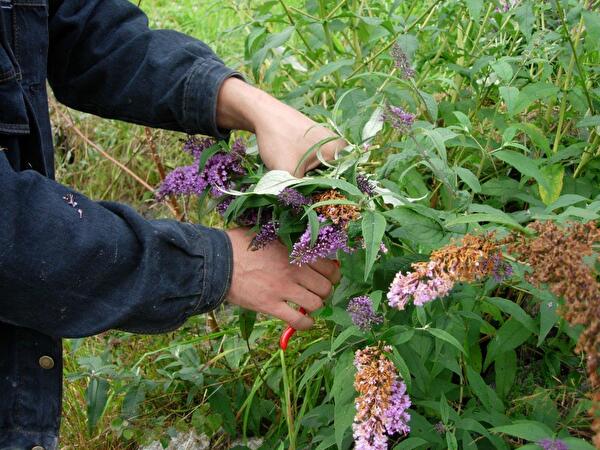Blütenstände des Sommerflieders werden vor dem Versamen abgeschnitten und fachgerecht entsorgt.