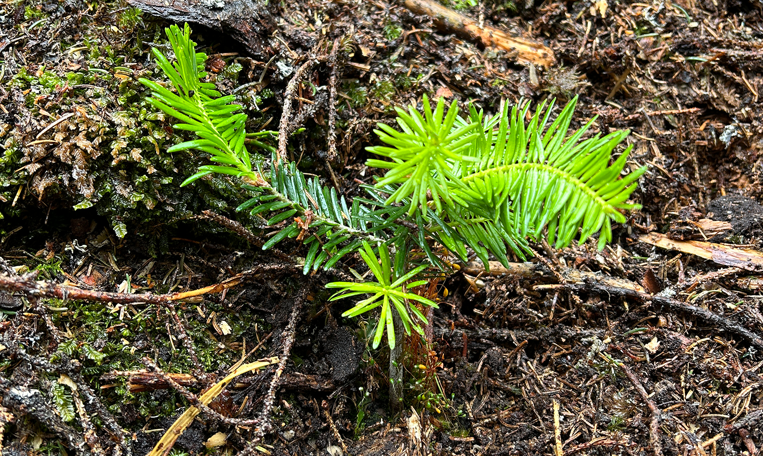 weisstanne
