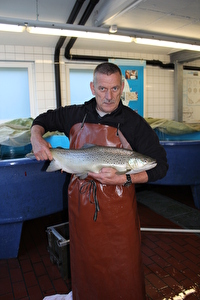Eine kapitale Seeforelle in der Fischzuchtanlage Flüelen