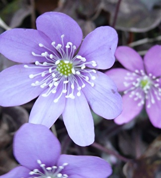 violette Blume