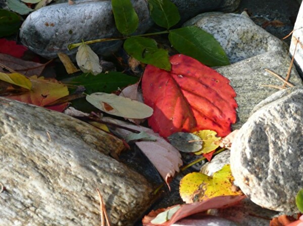 Steine mit Blätter