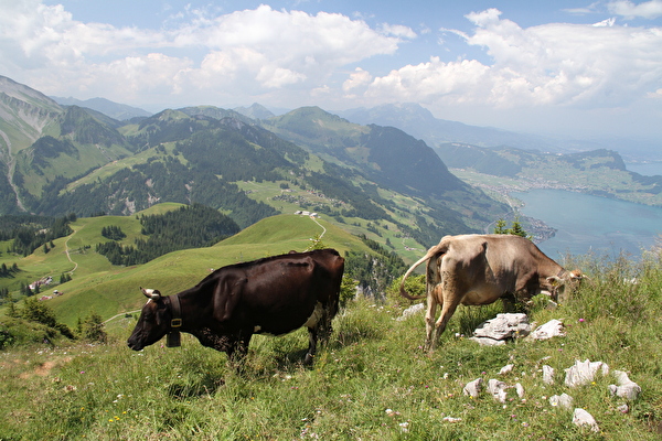 Zwei Kühe auf der Alp