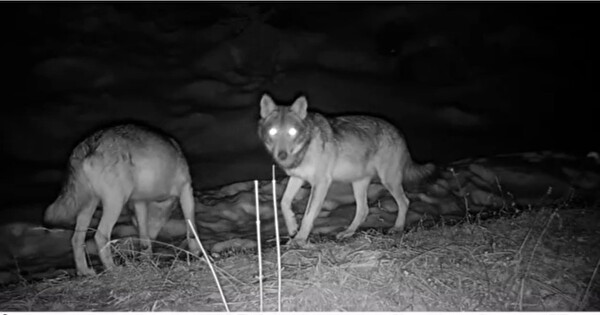 Aufnahme einer Fotofalle mit zwei von vier Wölfen vom 13.12.2025. Foto: AWL