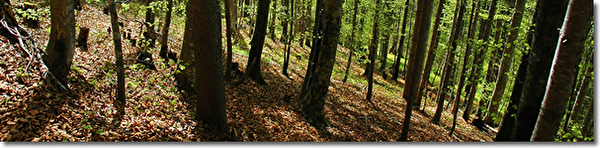 Wald