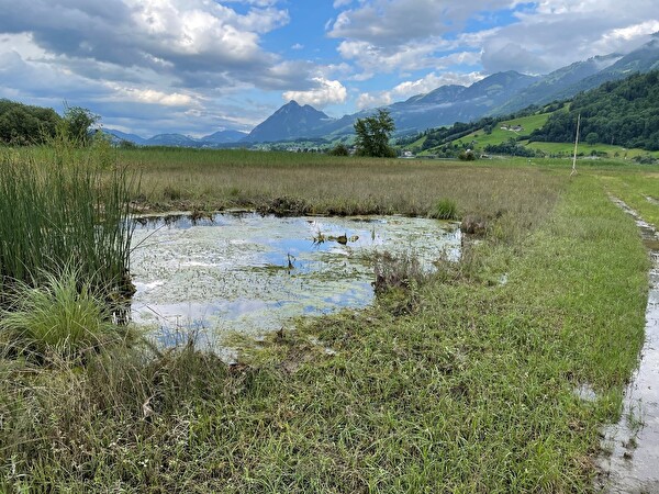 Durchgeführter Teichunterhalt in der Naturschutzzone Hanenried, Sachseln