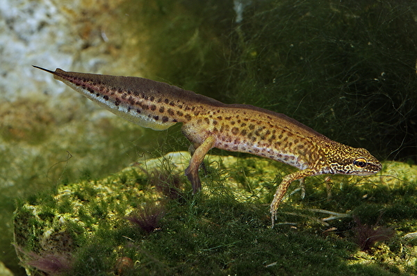 Lissotriton helveticus, Fadenmolch, Bild: Andreas Meyer