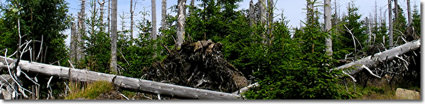 Waldschäden