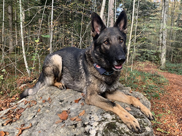 Polizeihund Quandos