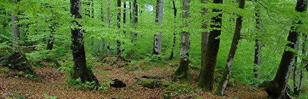 Waldentwicklungsplan