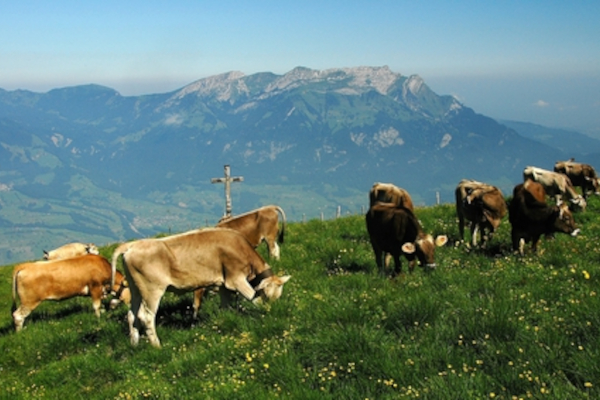 Symbolbild Landwirtschaft