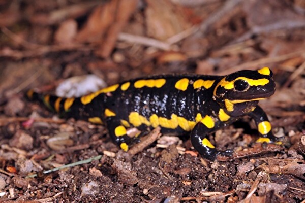 Der Feuersalamander ist nachtaktiv. Quelle: A. Meyer