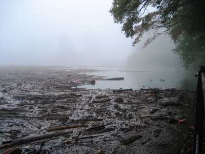 Schwemmholz im Sarnersee