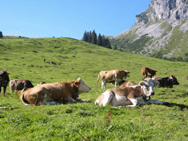 Kühe auf Alpwiese