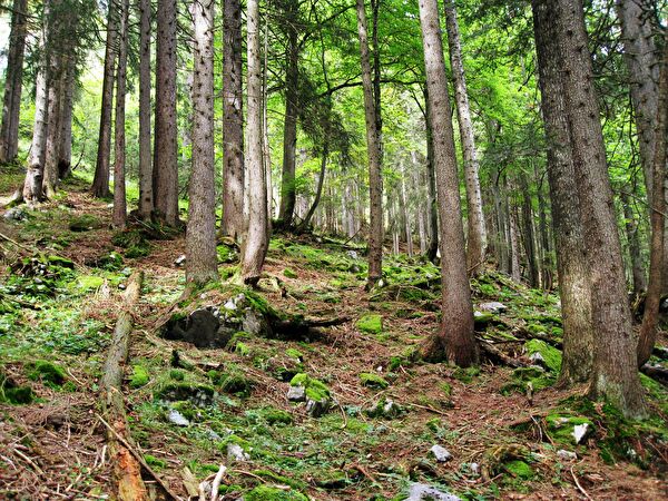 Wald im Kanton Obwalden