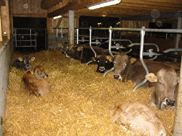 Mutterkühe mit Kälber im Stall