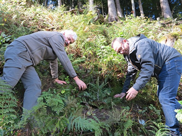 Regierungsrat Paul Federer (rechts) und Kantonsoberförster Peter Lienert pflanzen gemeinsam eine Weisstanne.