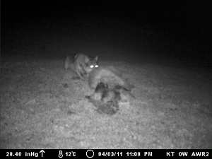 Wolf Fotofalle