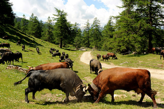 Col du Tronc