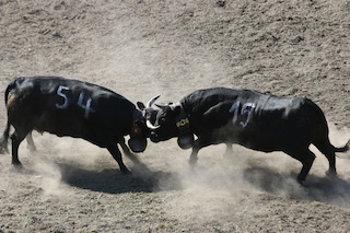 Combat