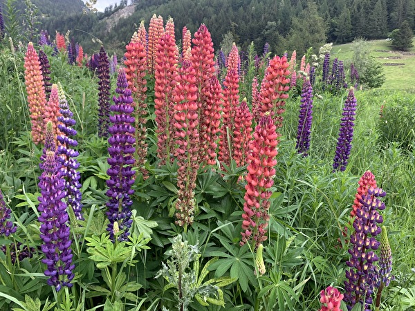 Lupin