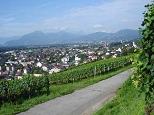 Rebbau in Balgach heute