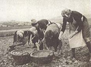 Kartoffelernte in Balgach