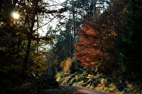Baum