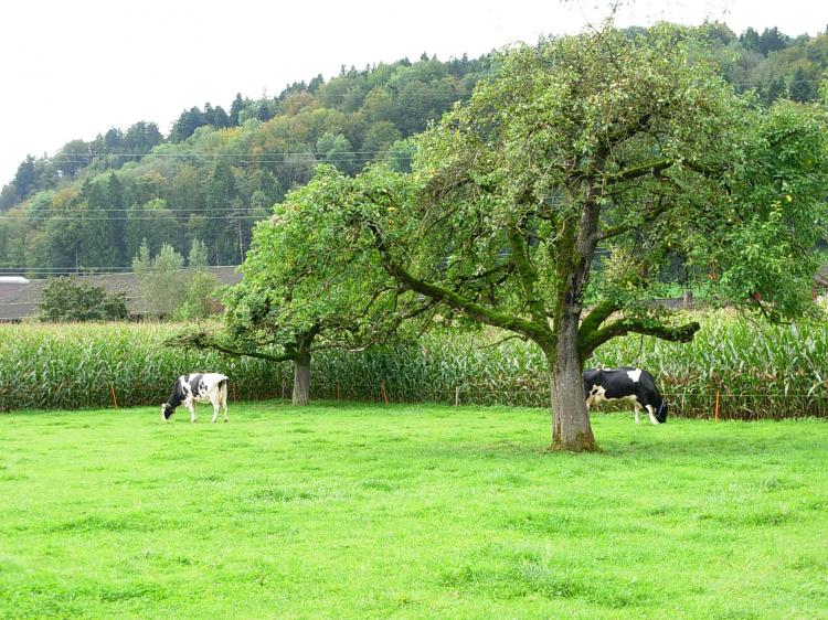 Kuhweide
