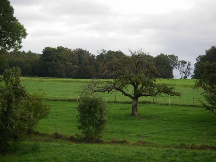 Obstbäume