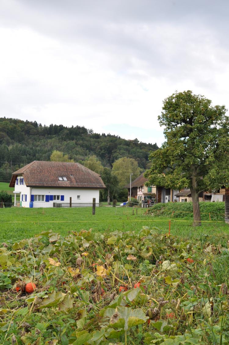 Püntenhof