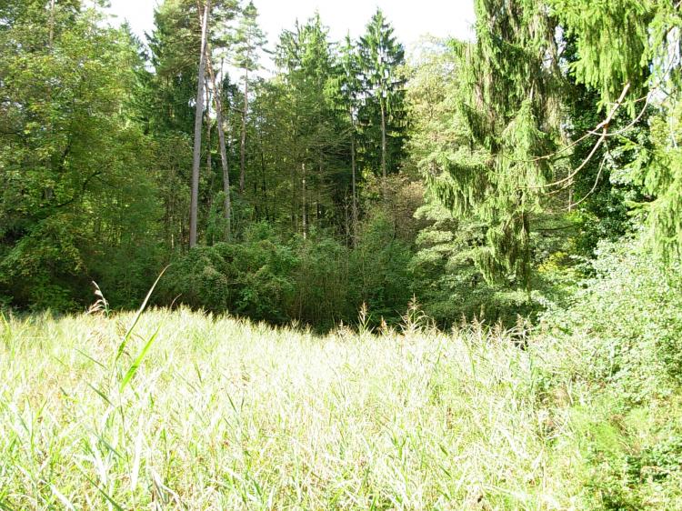 im Wald2